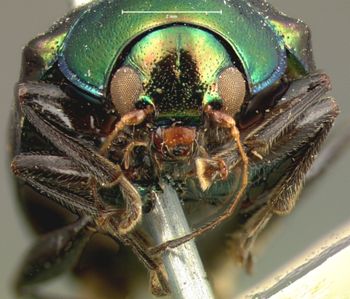 Media type: image; Entomology 17326   Aspect: head frontal view